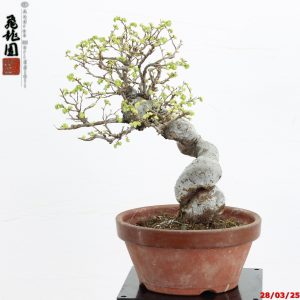 Zelkova parvifolia shohin