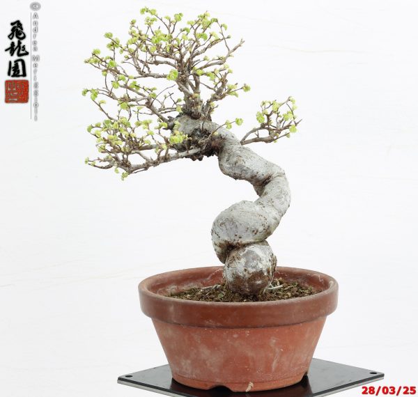 Zelkova parvifolia shohin - immagine 2