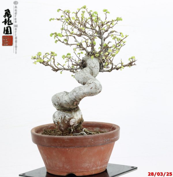 Zelkova parvifolia shohin - immagine 4
