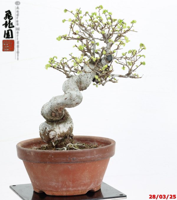 Zelkova parvifolia shohin - immagine 5