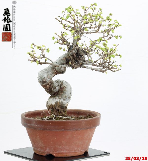 Zelkova parvifolia shohin - immagine 6