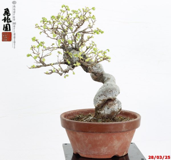 Zelkova parvifolia shohin - immagine 9