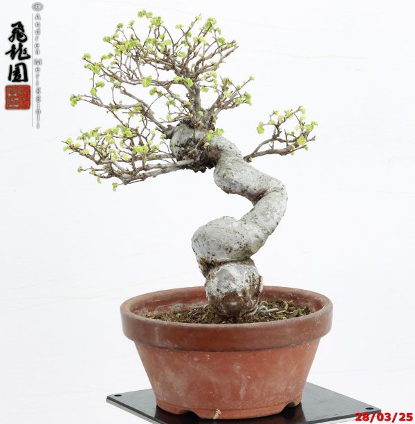 Zelkova parvifolia shohin - immagine 10