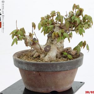 Acer buergerianum shohin