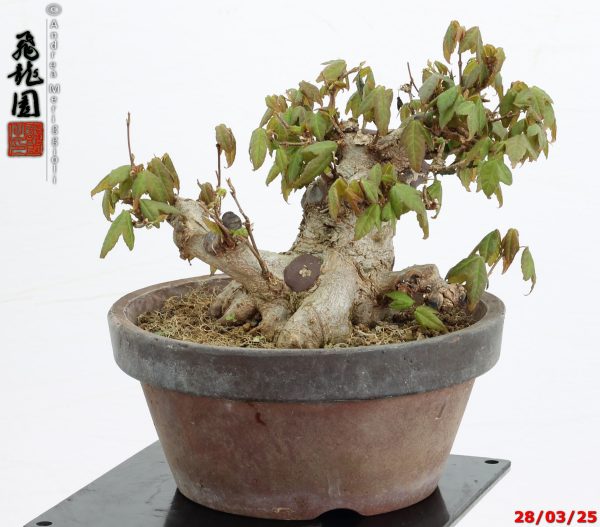 Acer buergerianum shohin
