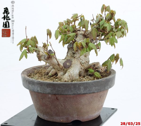 Acer buergerianum shohin - immagine 3