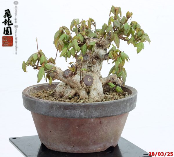 Acer buergerianum shohin - immagine 4