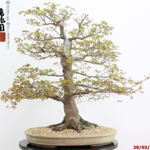 Acer palmatum