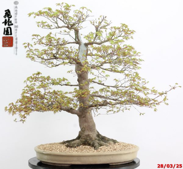 Acer palmatum
