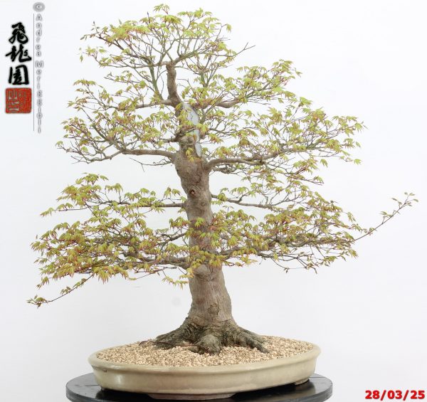 Acer palmatum - Image 2