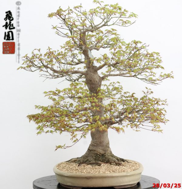 Acer palmatum - Image 3