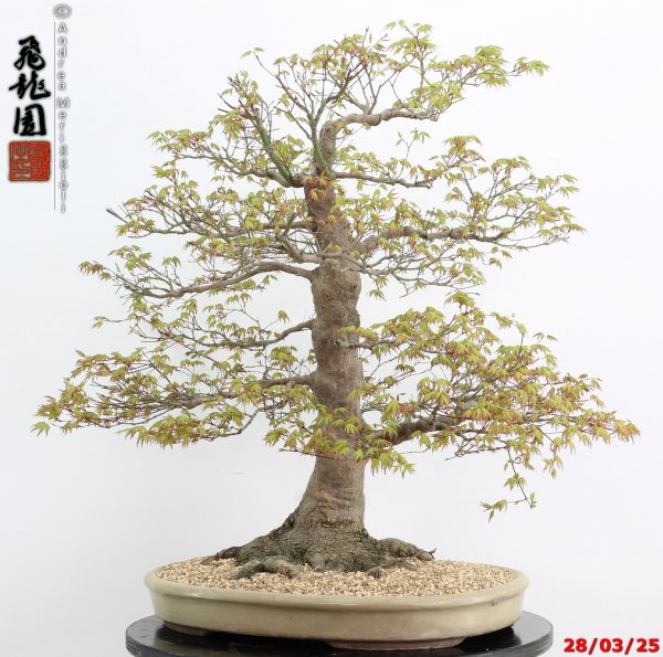 Acer palmatum - Image 4
