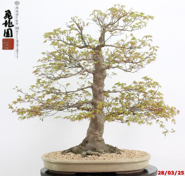 Acer palmatum - Image 5