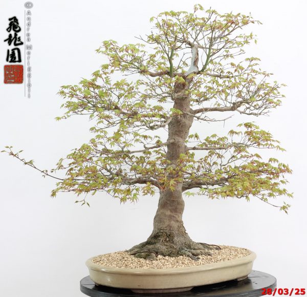 Acer palmatum - Image 6