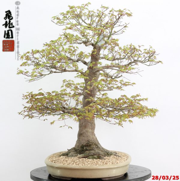Acer palmatum - Image 7