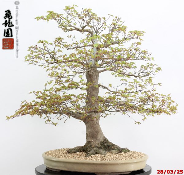 Acer palmatum - Image 8