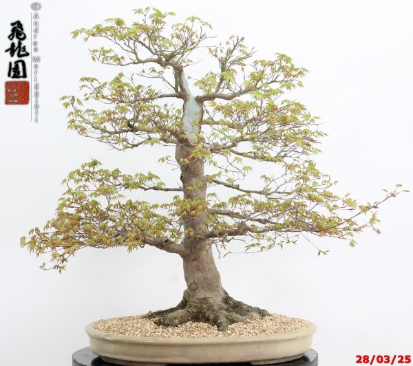 Acer palmatum - Image 9