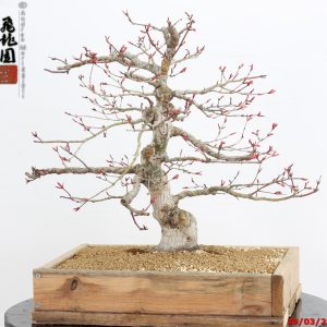 Acer palmatum seigen