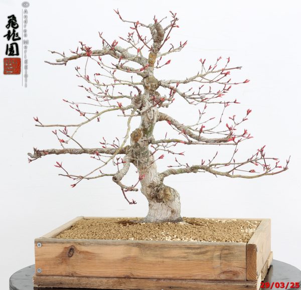 Acer palmatum seigen