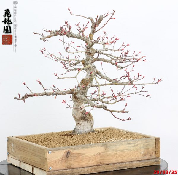 Acer palmatum seigen - Image 2