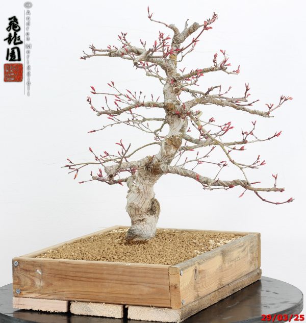 Acer palmatum seigen - Image 3