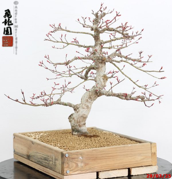 Acer palmatum seigen - Image 4