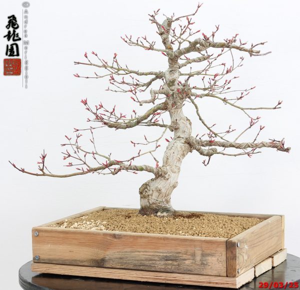 Acer palmatum seigen - Image 5