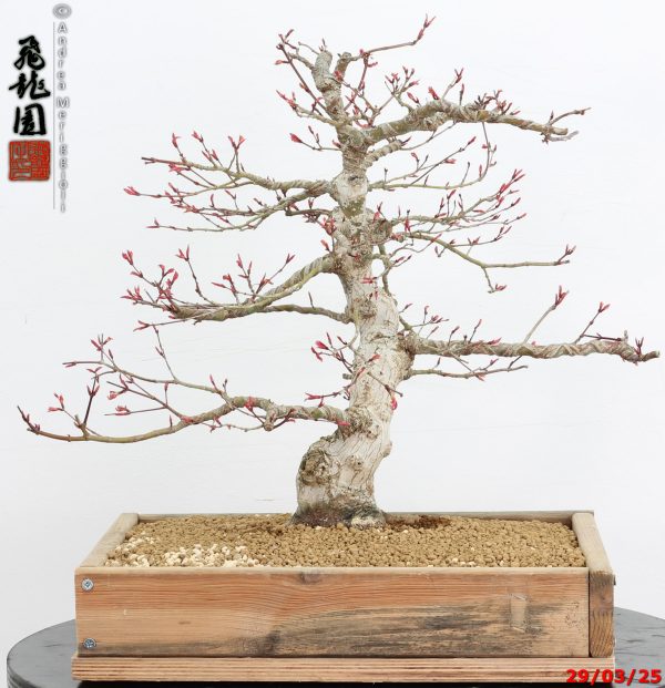 Acer palmatum seigen - Image 6