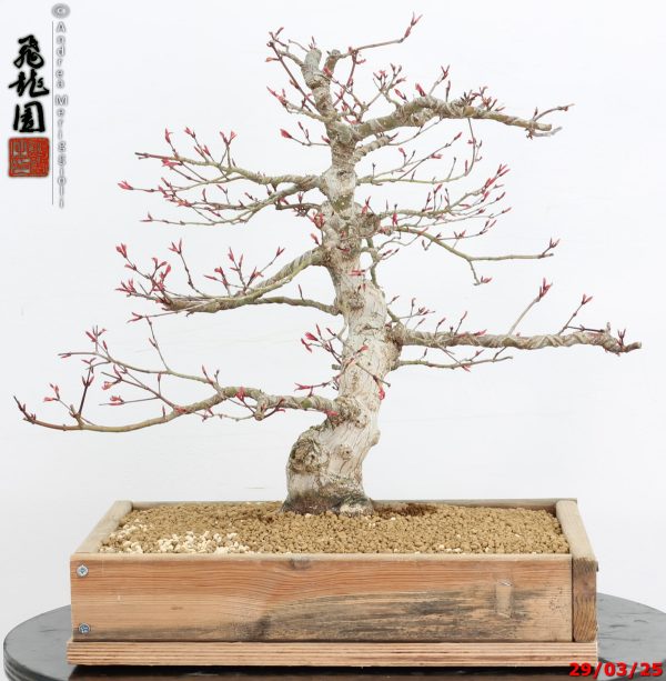 Acer palmatum seigen - Image 7