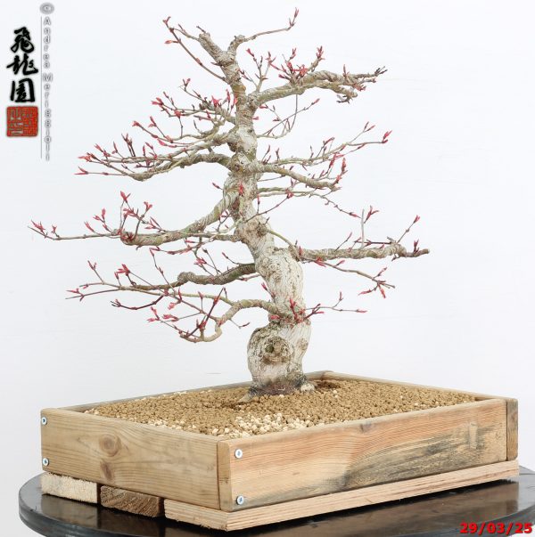 Acer palmatum seigen - Image 8