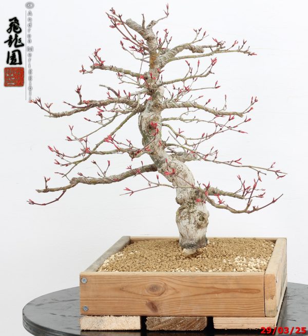 Acer palmatum seigen - Image 9