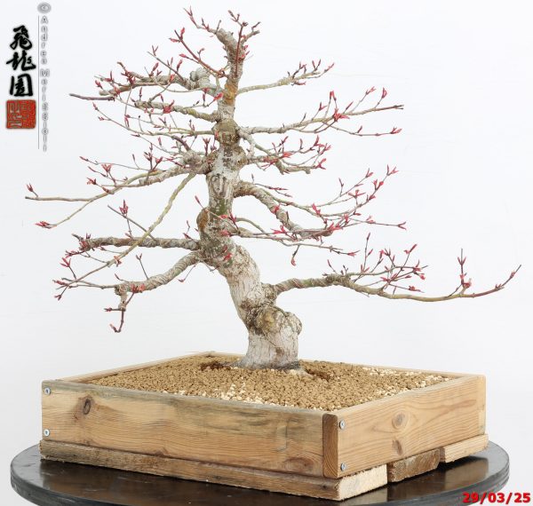 Acer palmatum seigen - Image 10