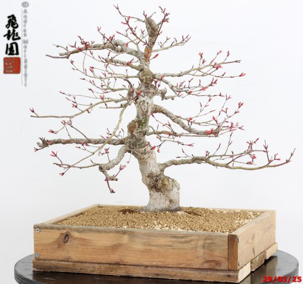 Acer palmatum seigen - Image 11