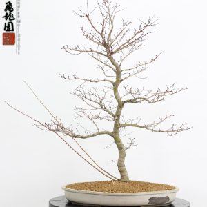 Acer palmatum benichidori