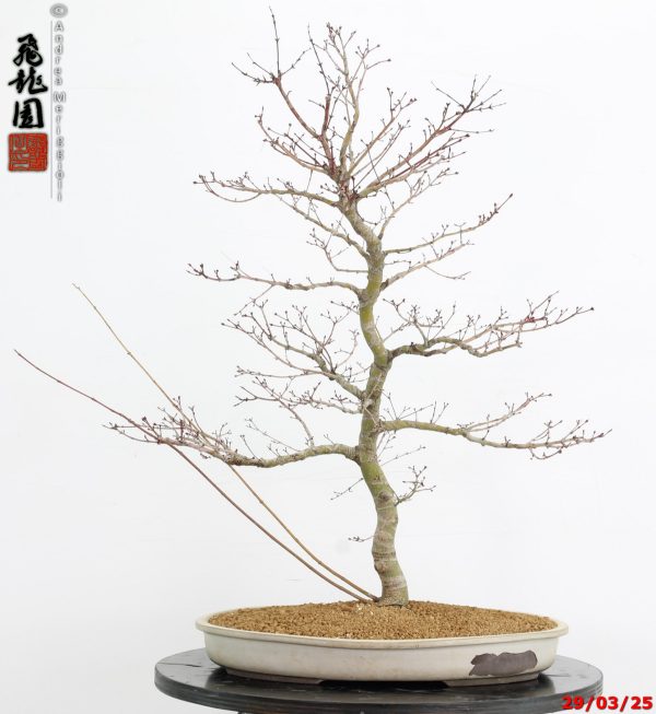 Acer palmatum benichidori