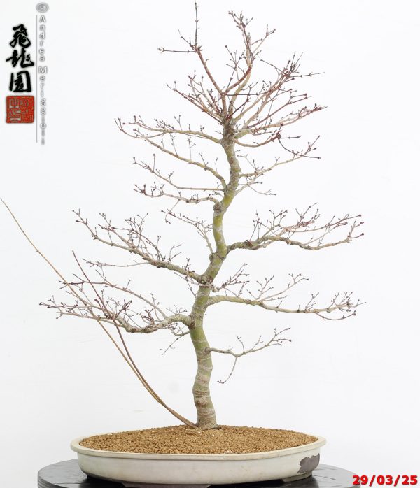 Acer palmatum benichidori - immagine 2