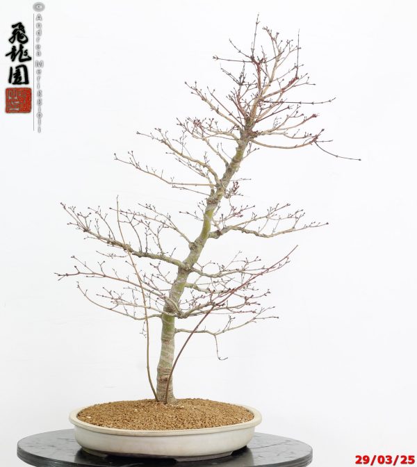 Acer palmatum benichidori - immagine 3