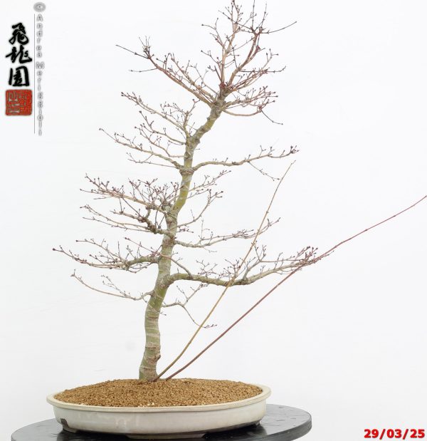 Acer palmatum benichidori - immagine 4