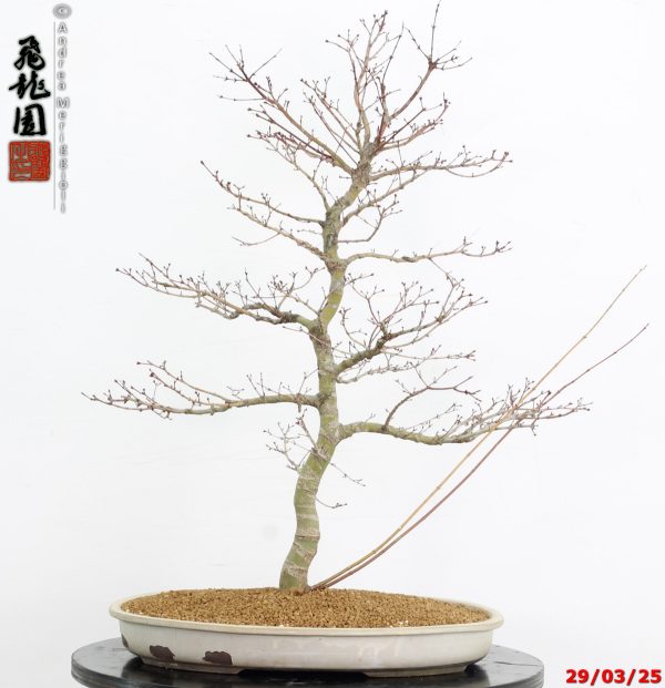 Acer palmatum benichidori - immagine 5