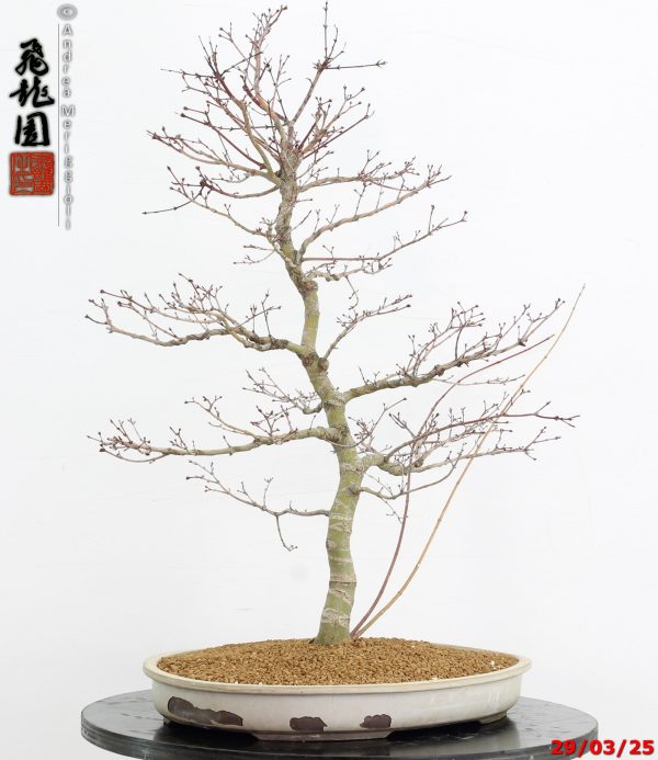 Acer palmatum benichidori - immagine 6