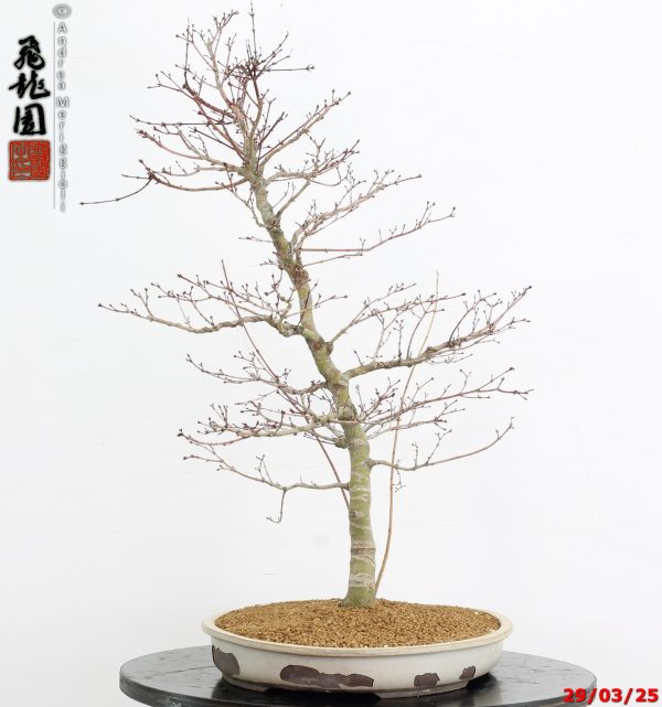 Acer palmatum benichidori - immagine 7