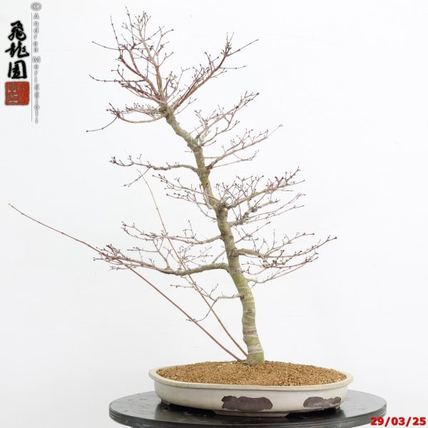 Acer palmatum benichidori - immagine 8
