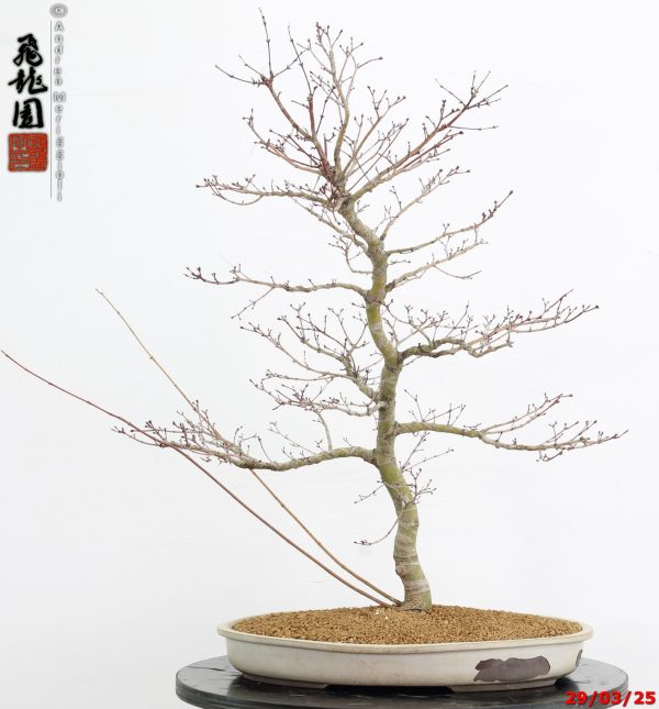 Acer palmatum benichidori - immagine 9
