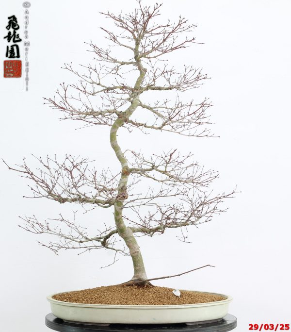 Acer palmatum benichidori