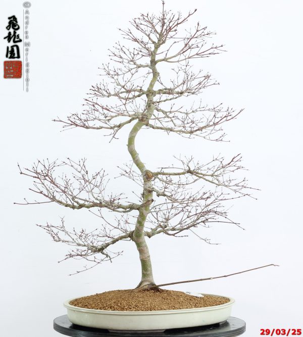 Acer palmatum benichidori - immagine 2