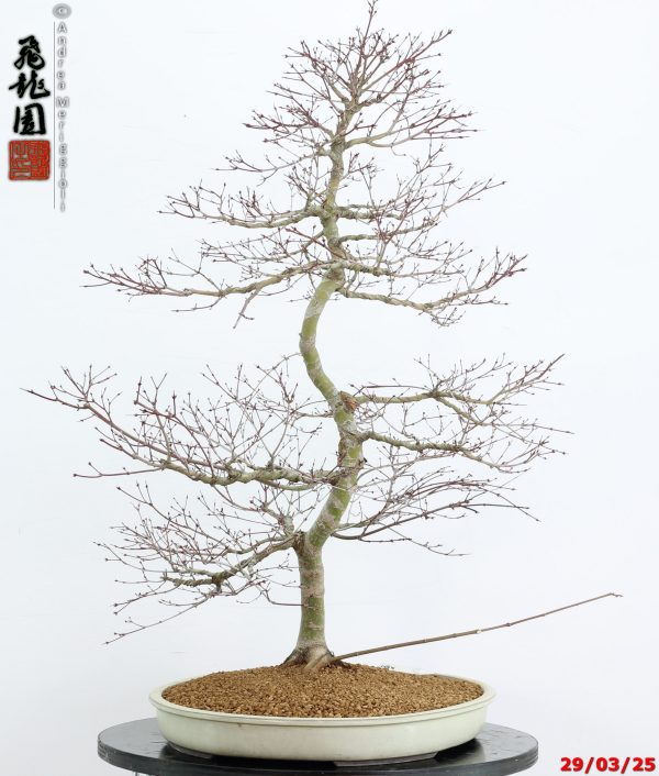 Acer palmatum benichidori - immagine 3