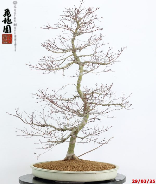 Acer palmatum benichidori - immagine 4