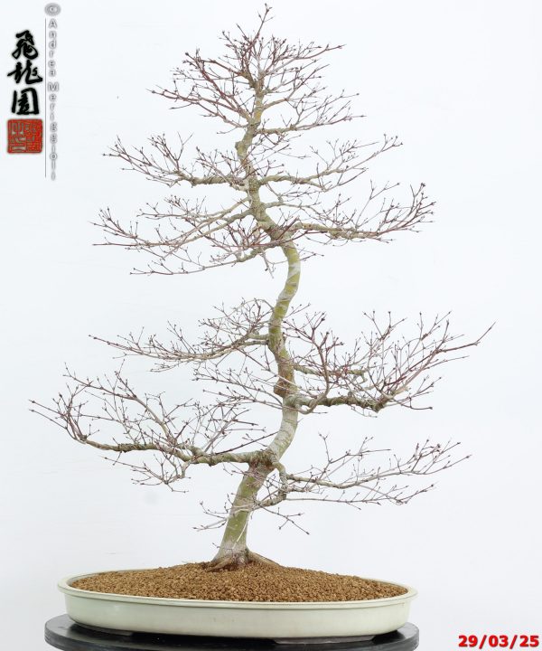 Acer palmatum benichidori - immagine 5