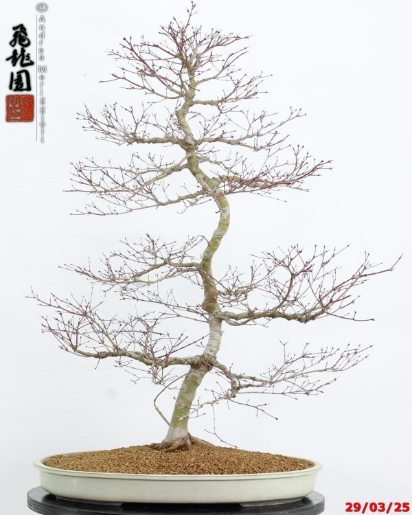 Acer palmatum benichidori - immagine 6