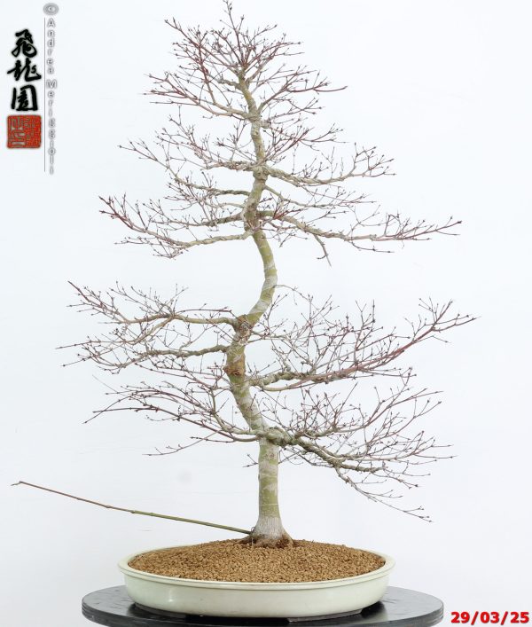 Acer palmatum benichidori - immagine 8